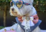 Westie