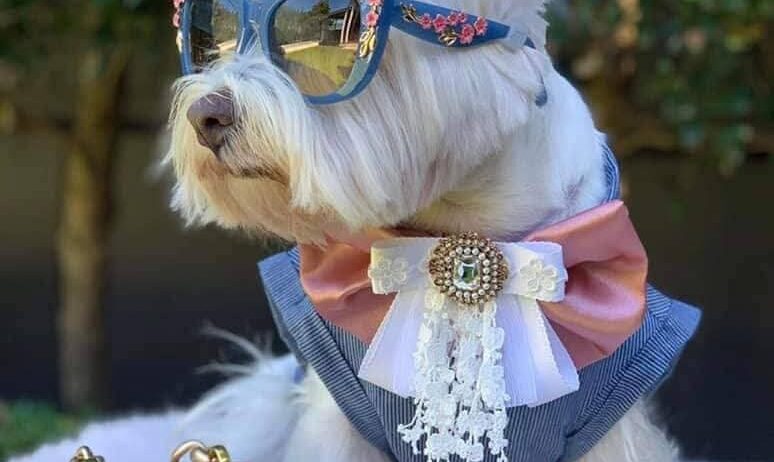 Westie