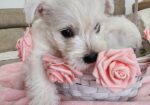 Westie