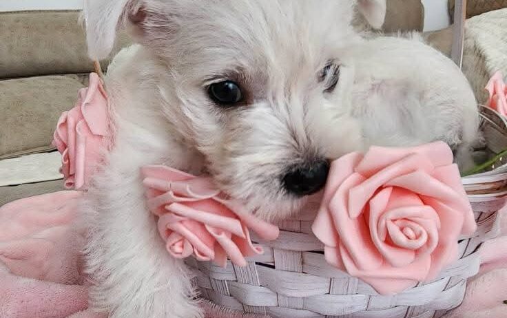 Westie