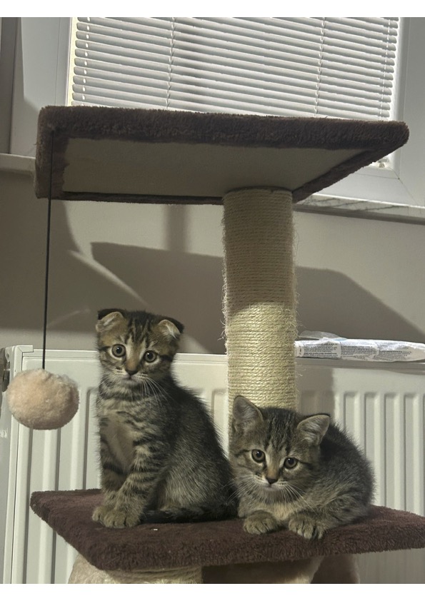 skottish fold foldex