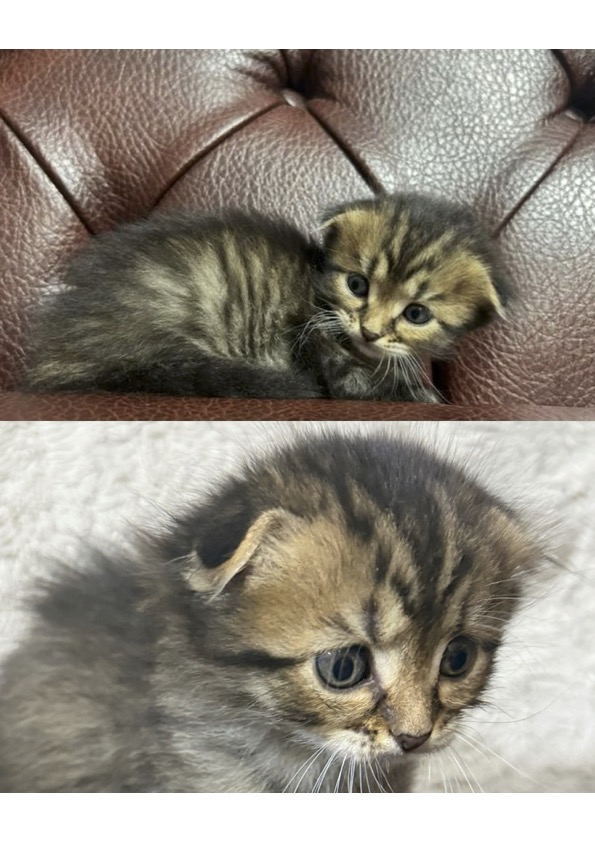 skottish fold foldex