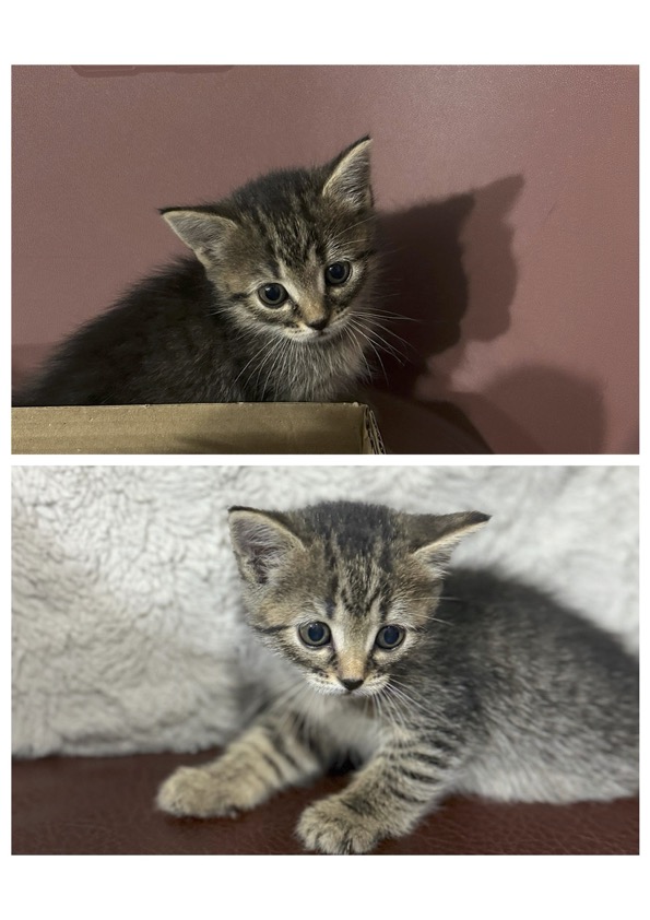 skottish fold foldex