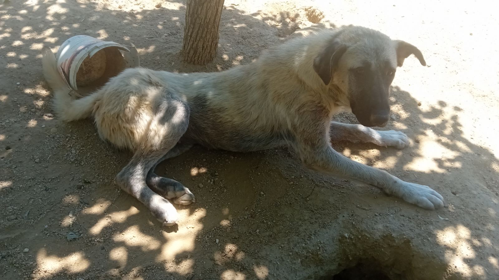 Кангал / Anatolian Shepherd