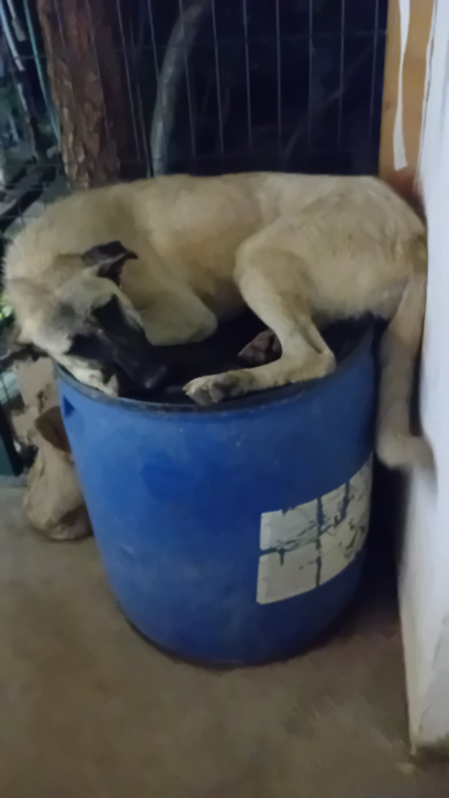 Кангал / Anatolian Shepherd