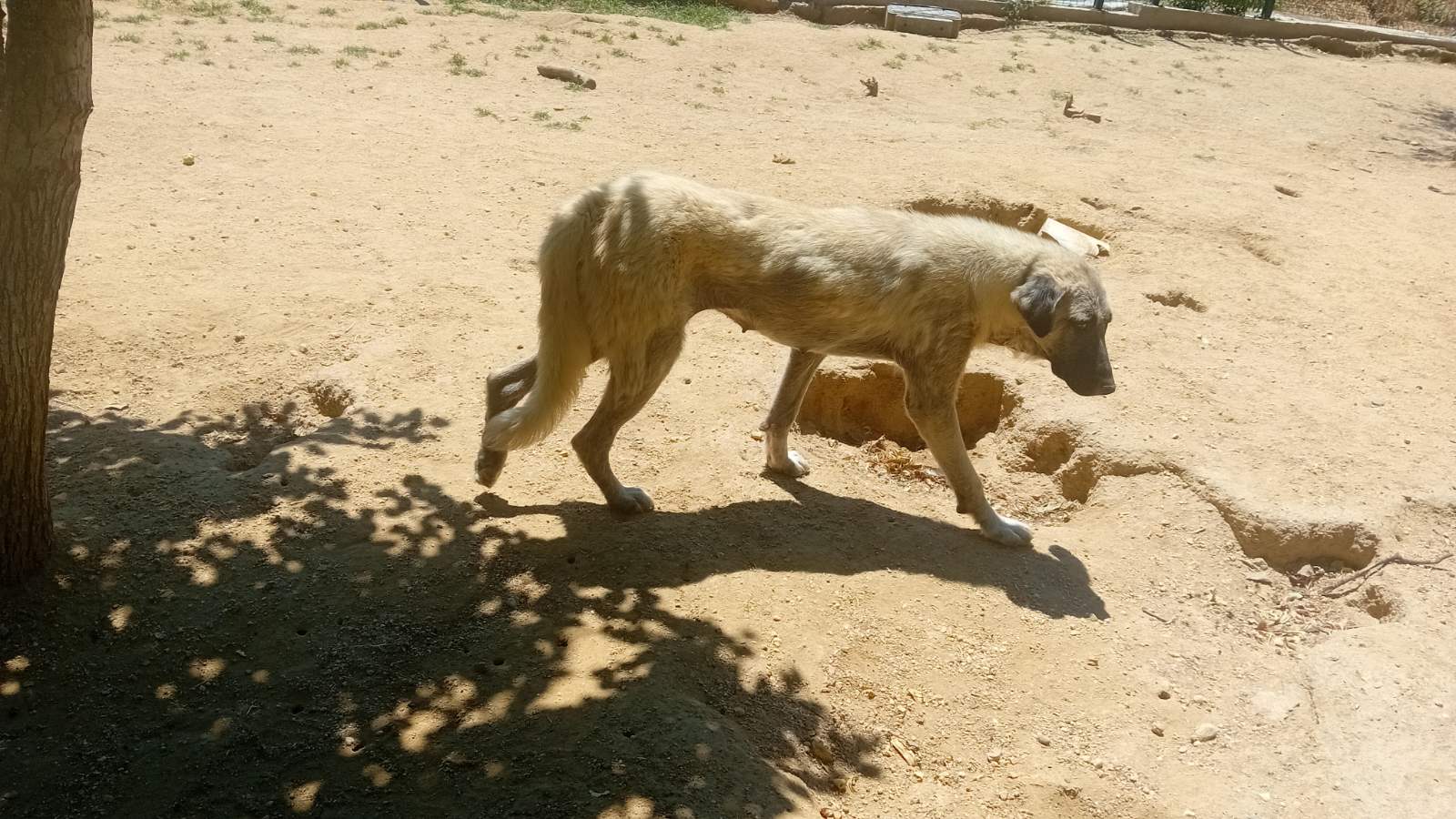Кангал / Anatolian Shepherd