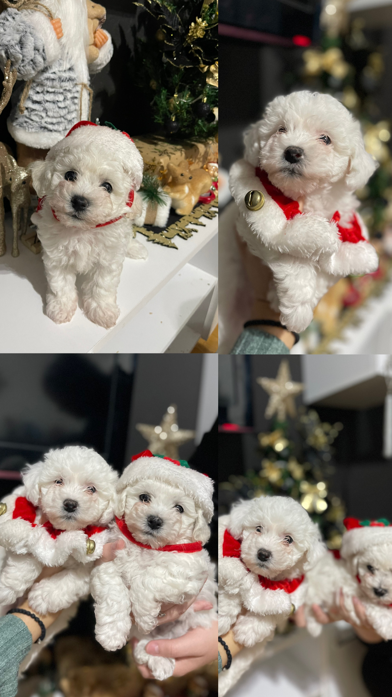 Продажба на кадрав бишон