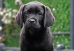 Labrador Retriever kucenca