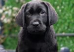 Labrador Retriever kucenca