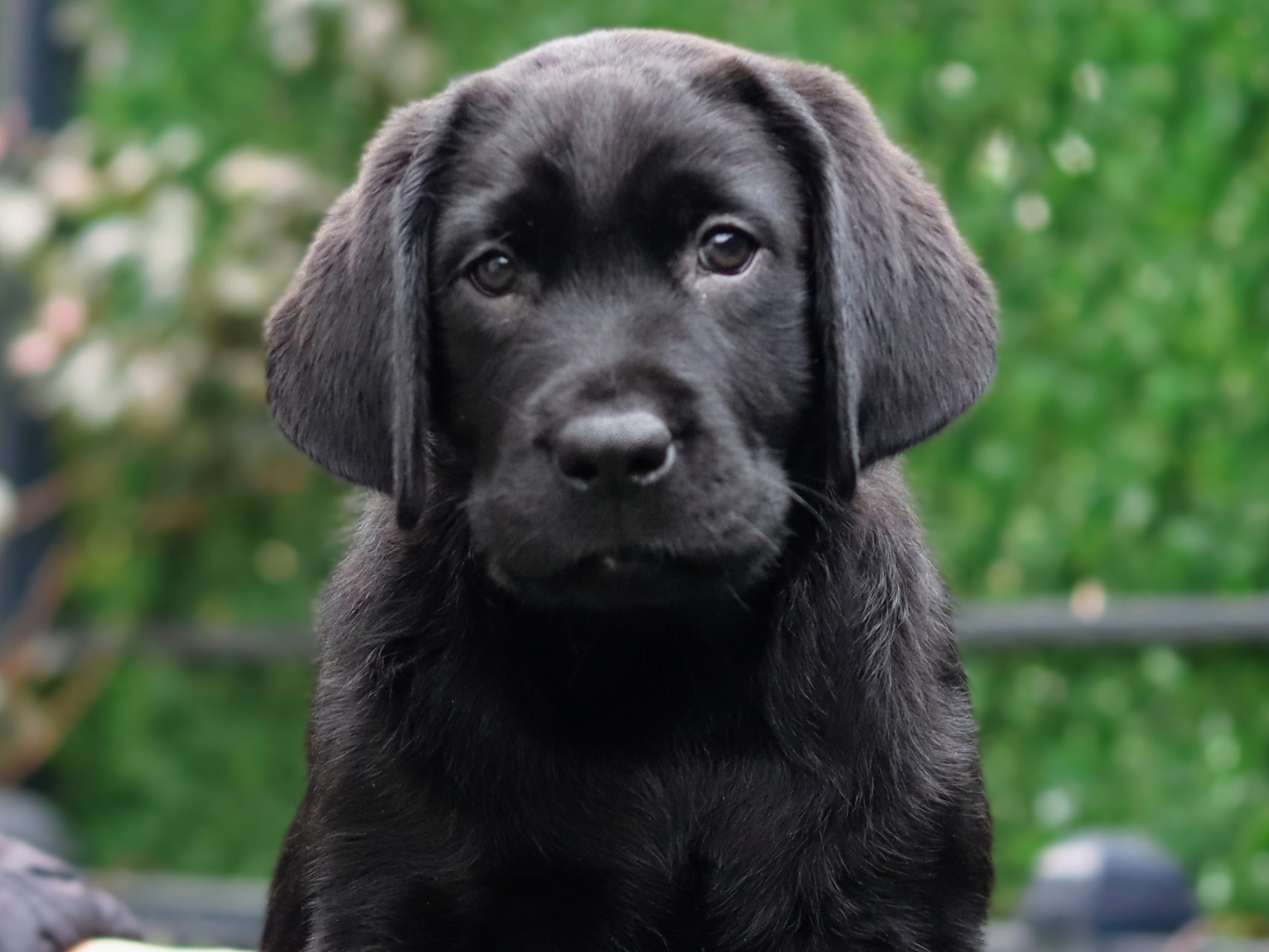 Labrador Retriever kucenca