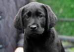 Labrador Retriever kucenca