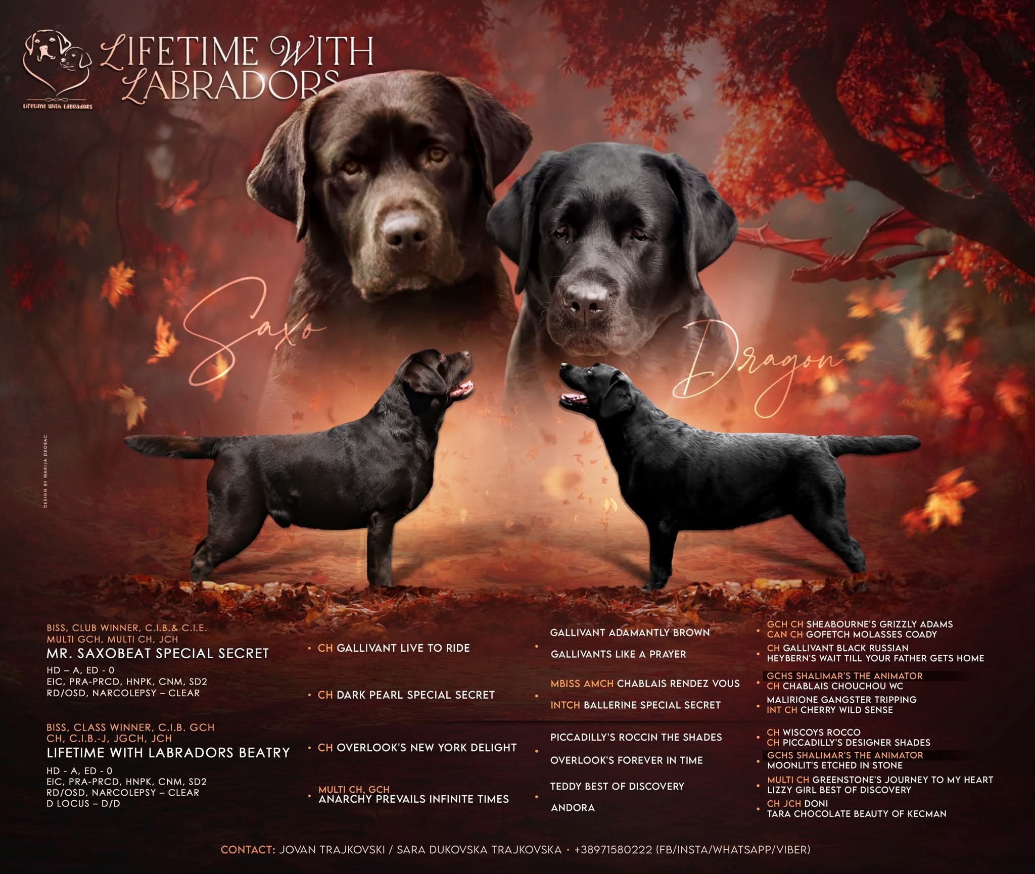 Labrador Retriever kucenca