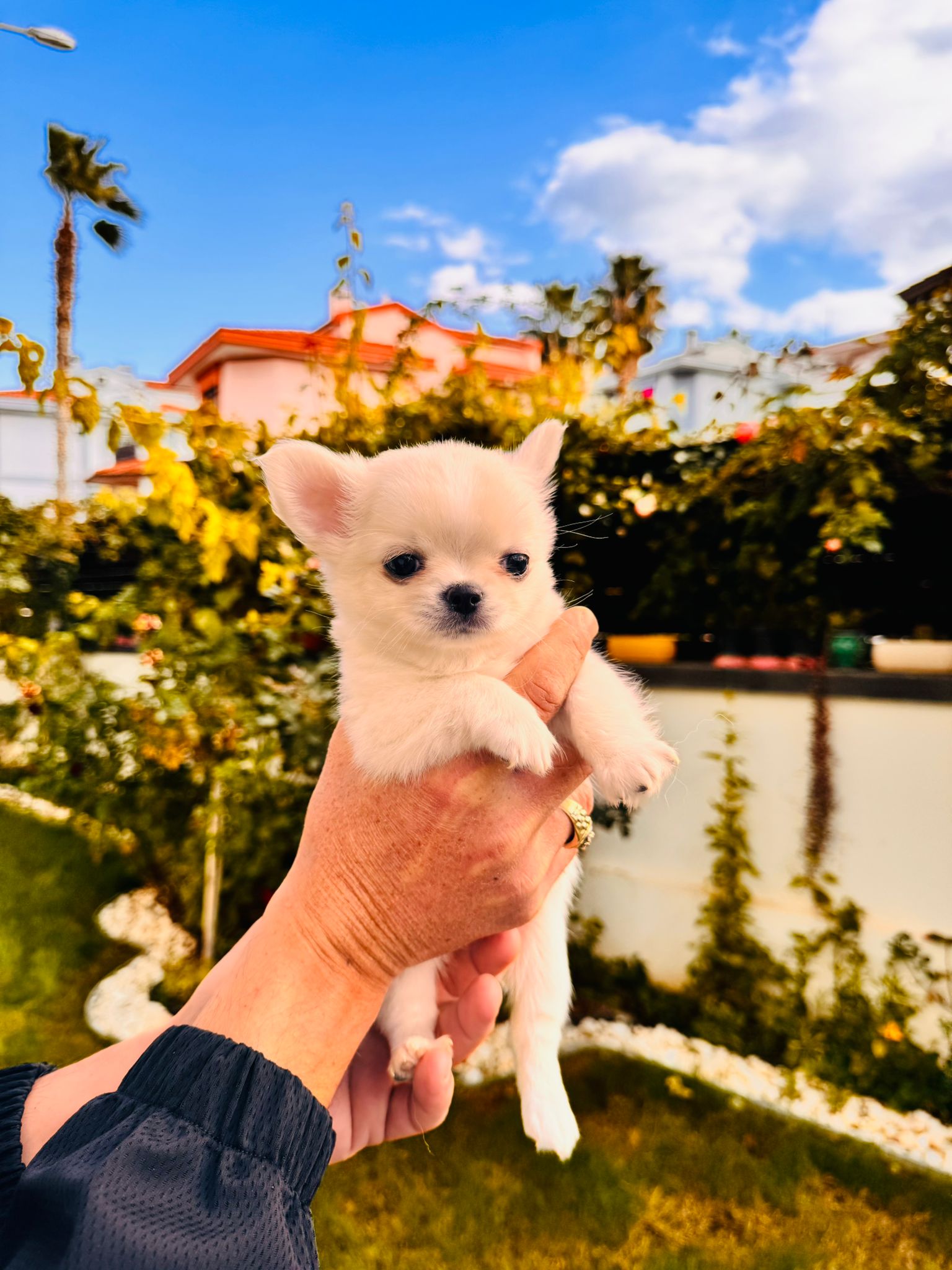 слатко и дресирано кученце чивава