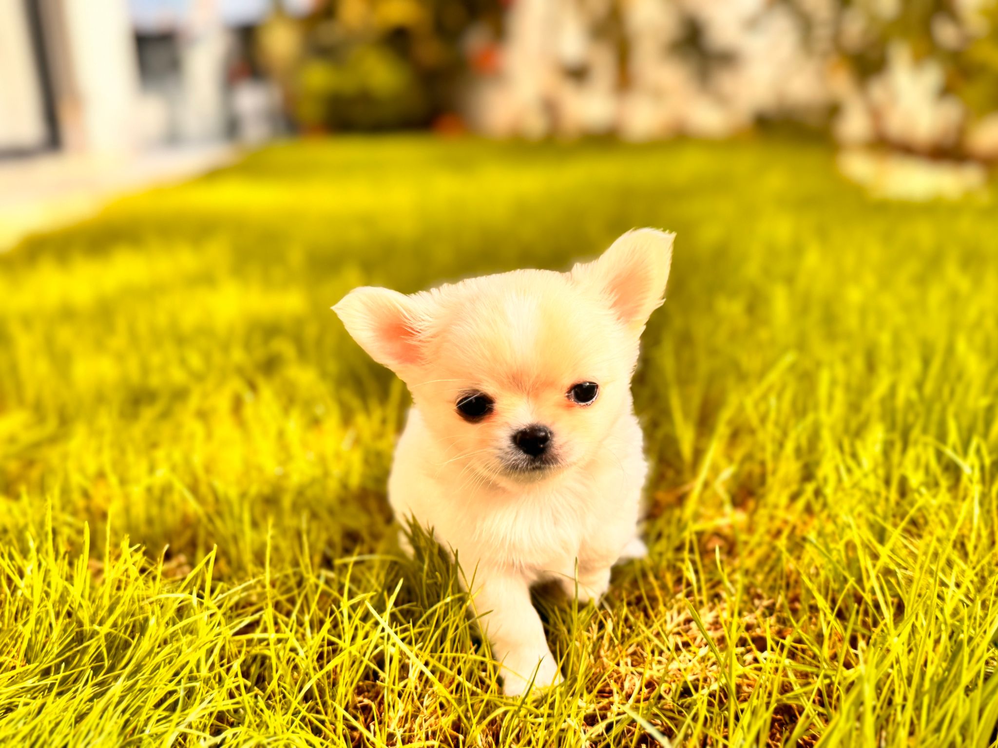 слатко и дресирано кученце чивава