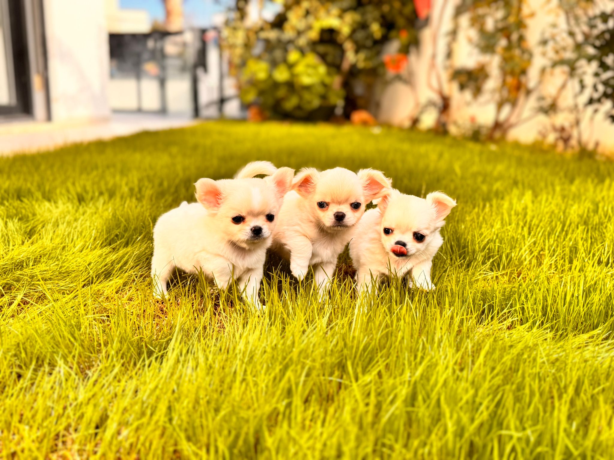 слатко и дресирано кученце чивава