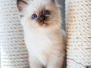birman-cat-for-sale-birman-kittens-for-sale_480x480