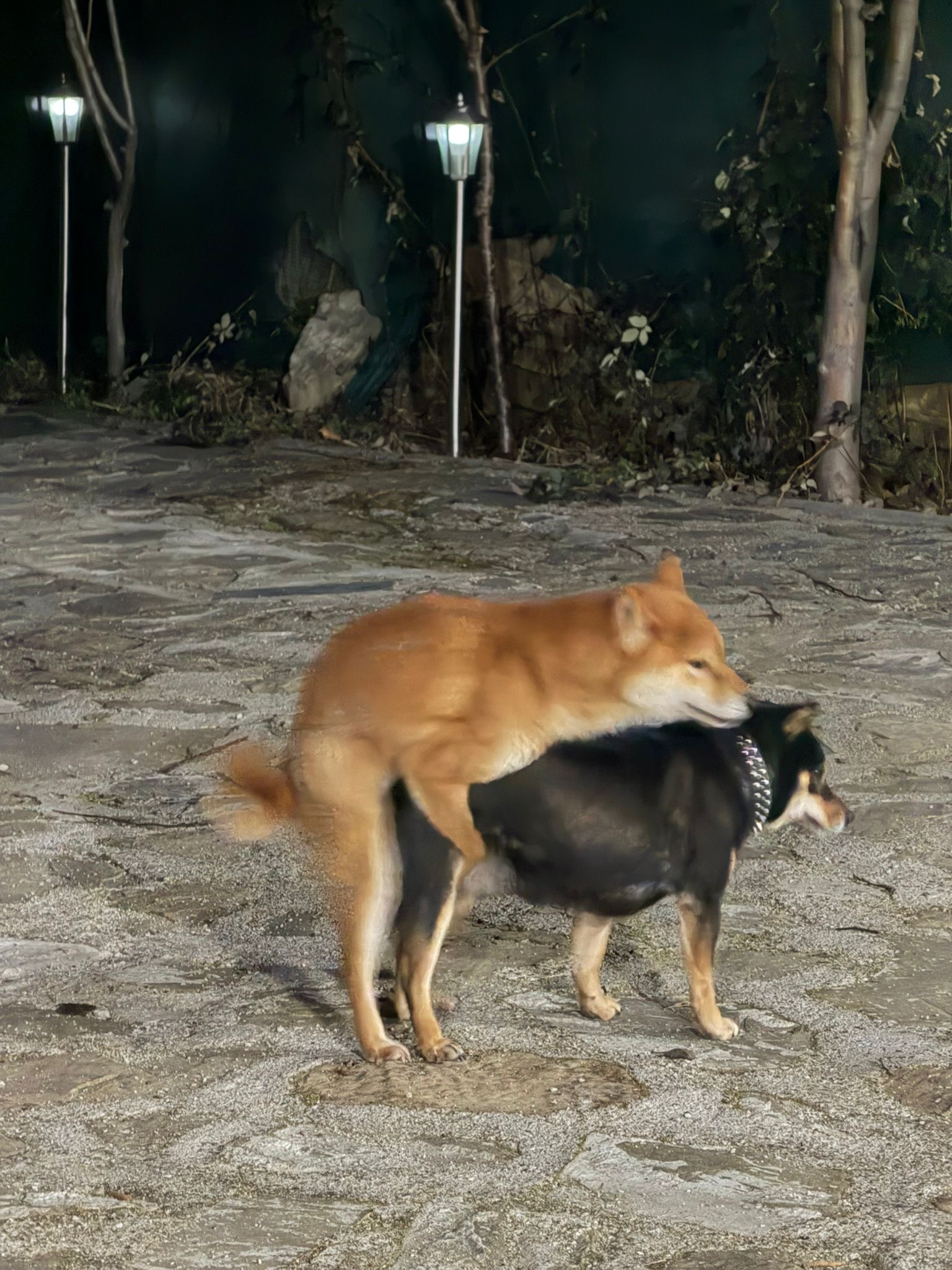 Ќе се вдомуваат