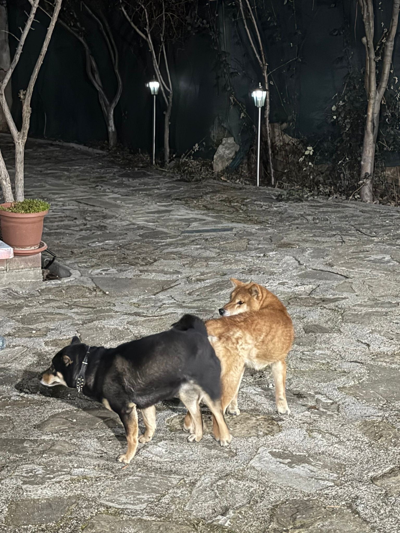 Ќе се вдомуваат