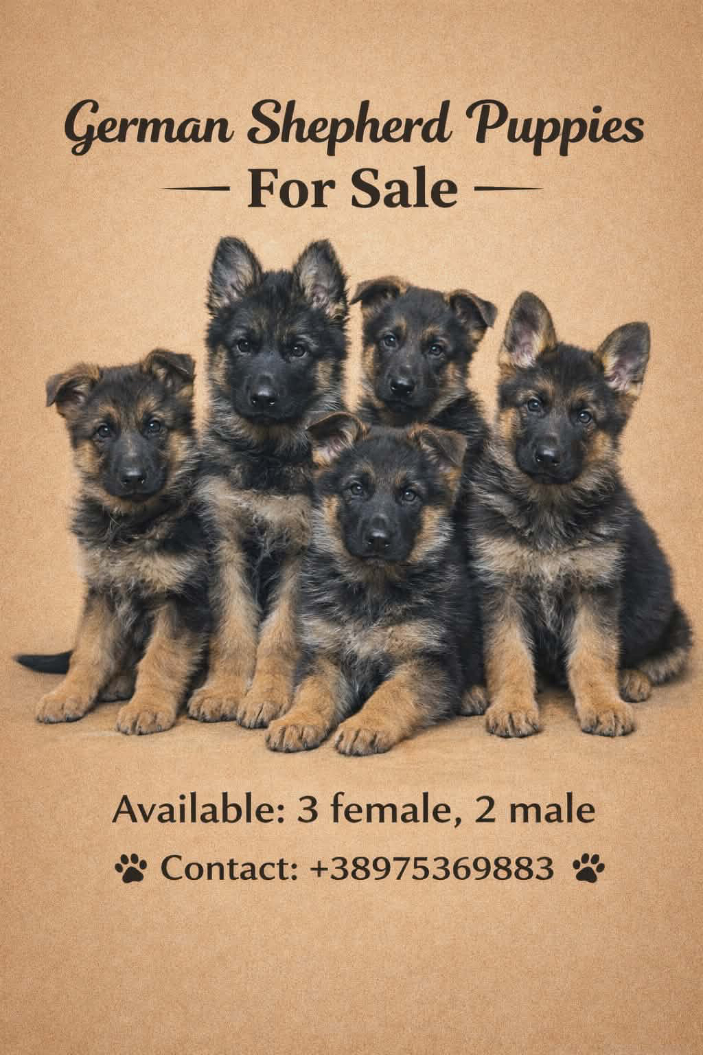 Germanski ovcar/GSD/Германски овчари