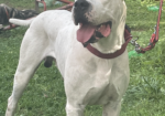 ПРОДАВАМ – ЕКСКЛУЗИВНО ШАМПИОНСКО ЛЕГЛО – DOGO ARGENTINO