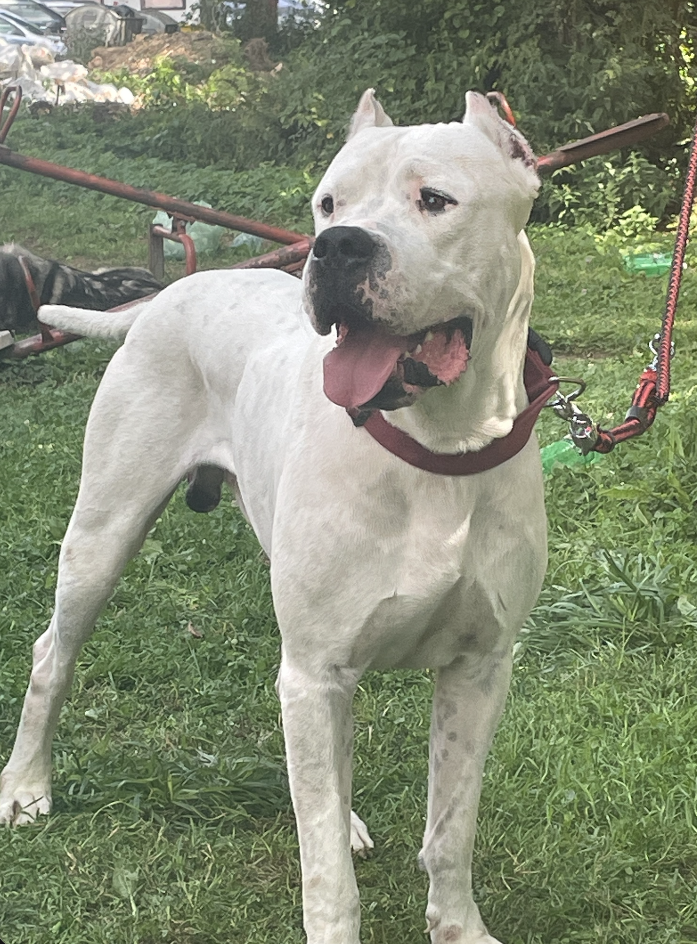 ПРОДАВАМ – ЕКСКЛУЗИВНО ШАМПИОНСКО ЛЕГЛО – DOGO ARGENTINO
