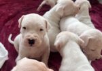 ПРОДАВАМ – ЕКСКЛУЗИВНО ШАМПИОНСКО ЛЕГЛО – DOGO ARGENTINO