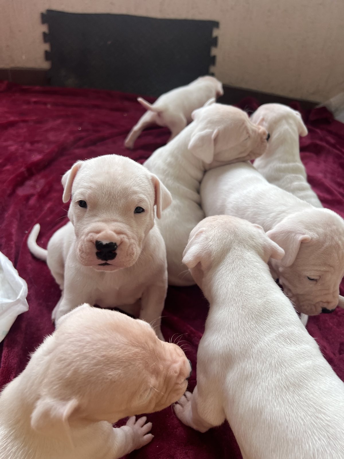 ПРОДАВАМ – ЕКСКЛУЗИВНО ШАМПИОНСКО ЛЕГЛО – DOGO ARGENTINO