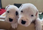 ПРОДАВАМ – ЕКСКЛУЗИВНО ШАМПИОНСКО ЛЕГЛО – DOGO ARGENTINO