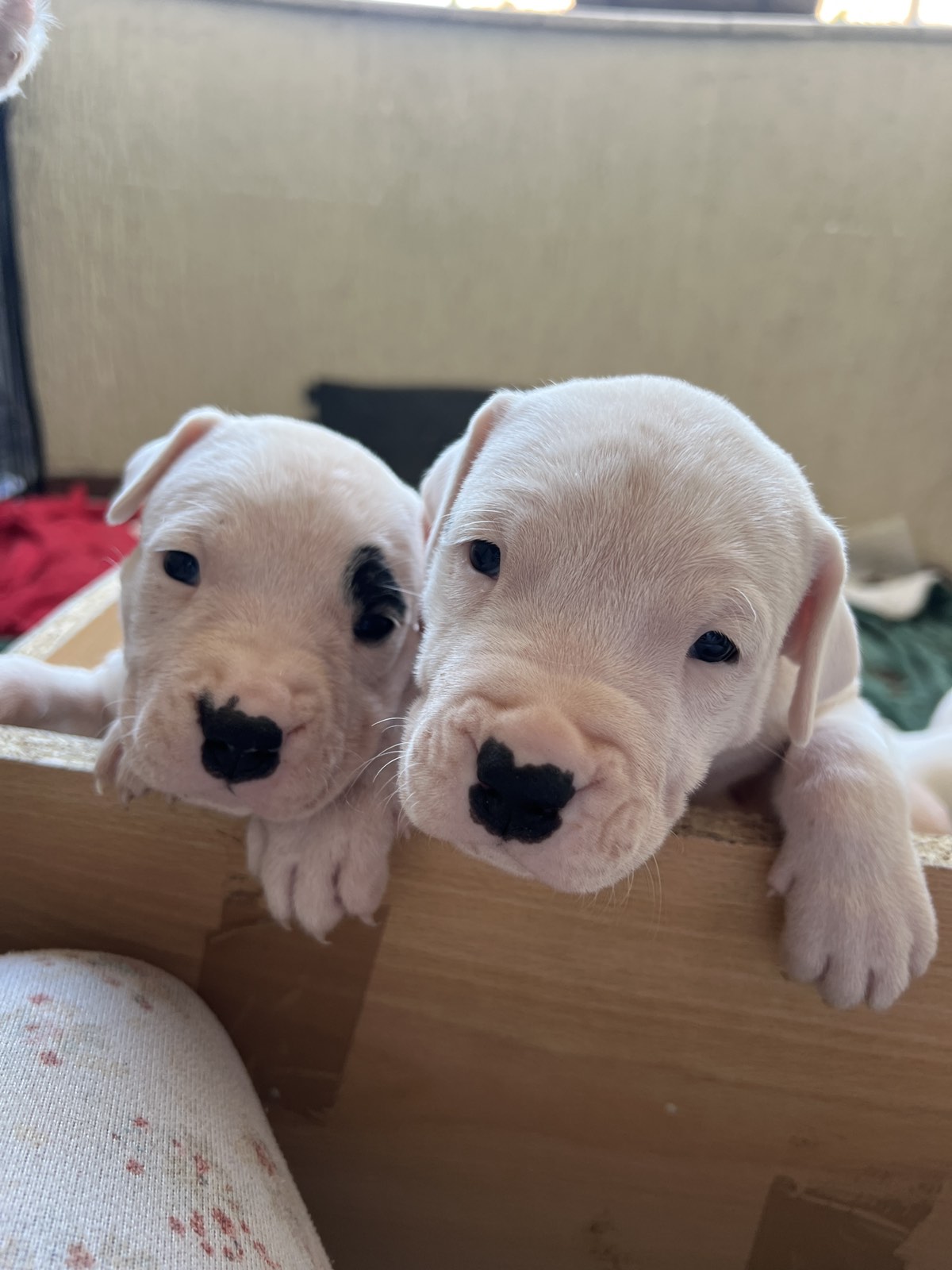 ПРОДАВАМ – ЕКСКЛУЗИВНО ШАМПИОНСКО ЛЕГЛО – DOGO ARGENTINO