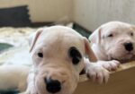 ПРОДАВАМ – ЕКСКЛУЗИВНО ШАМПИОНСКО ЛЕГЛО – DOGO ARGENTINO
