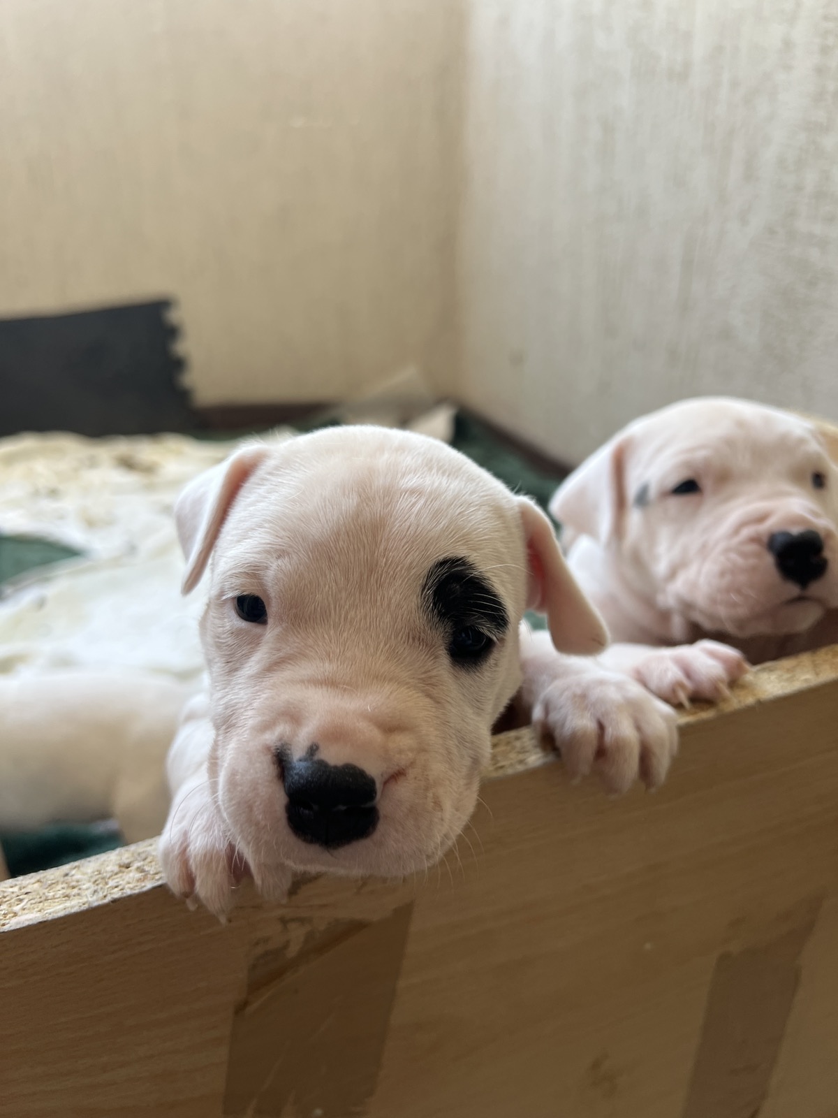 ПРОДАВАМ – ЕКСКЛУЗИВНО ШАМПИОНСКО ЛЕГЛО – DOGO ARGENTINO