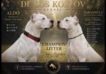 ПРОДАВАМ – ЕКСКЛУЗИВНО ШАМПИОНСКО ЛЕГЛО – DOGO ARGENTINO