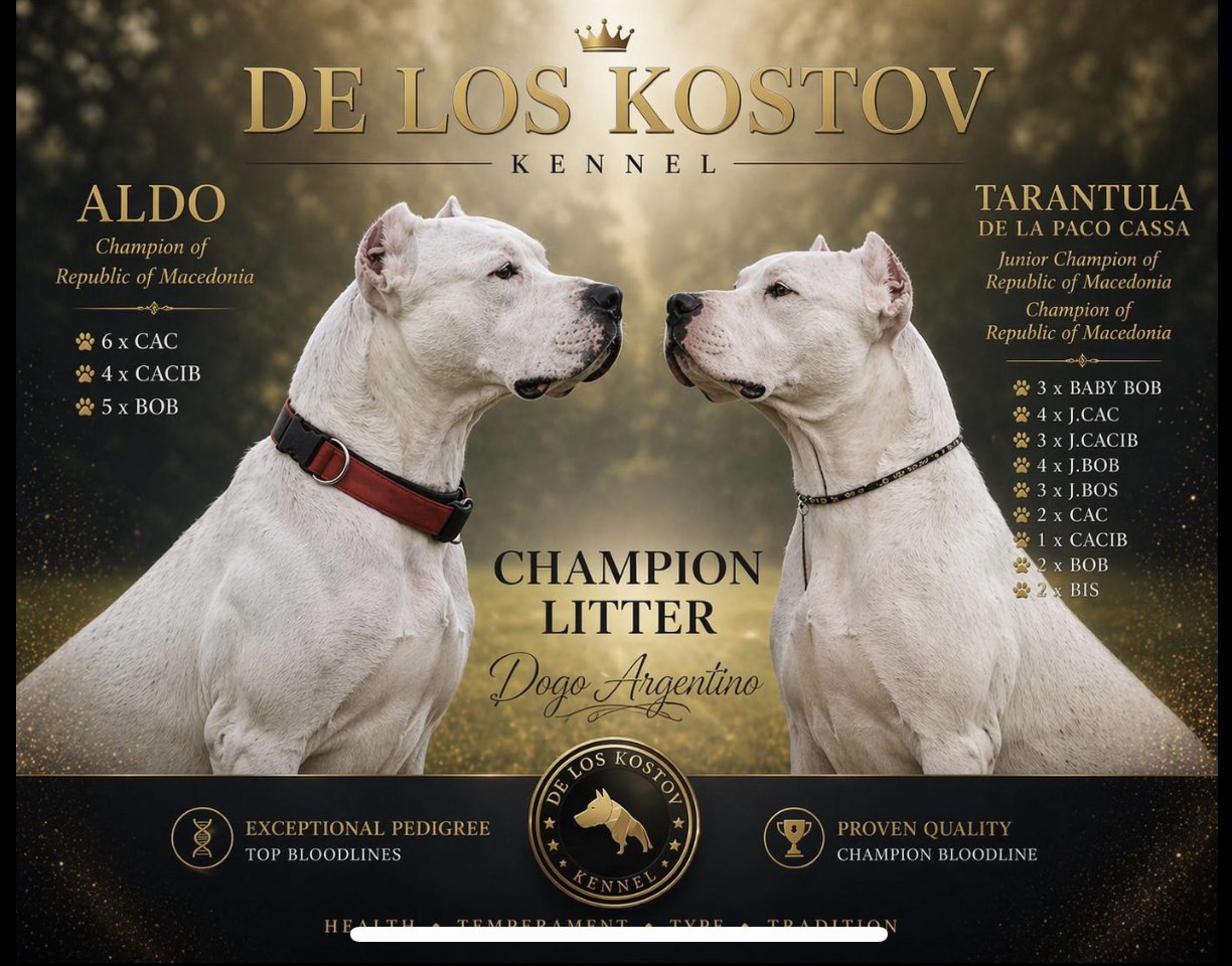 ПРОДАВАМ – ЕКСКЛУЗИВНО ШАМПИОНСКО ЛЕГЛО – DOGO ARGENTINO