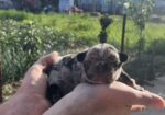 Se prodavaat French bulldog