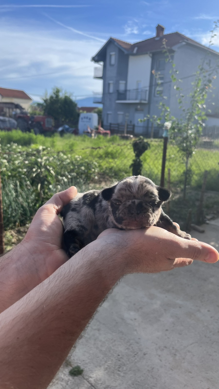 Se prodavaat French bulldog