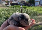Se prodavaat French bulldog