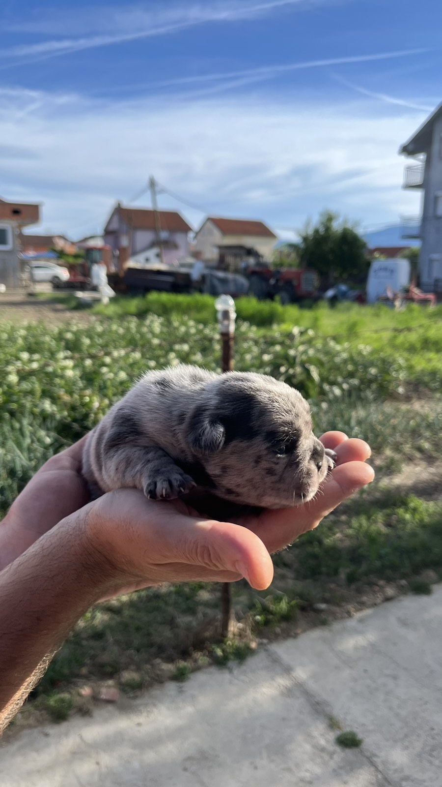 Se prodavaat French bulldog
