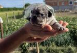 Se prodavaat French bulldog