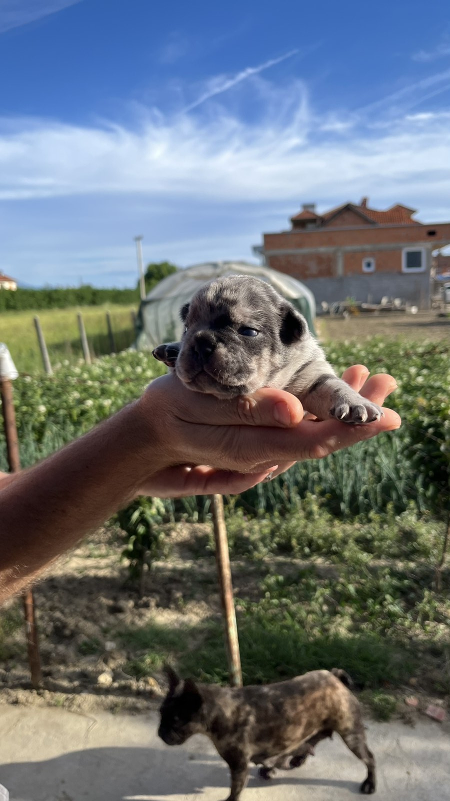 Se prodavaat French bulldog