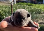 Se prodavaat French bulldog