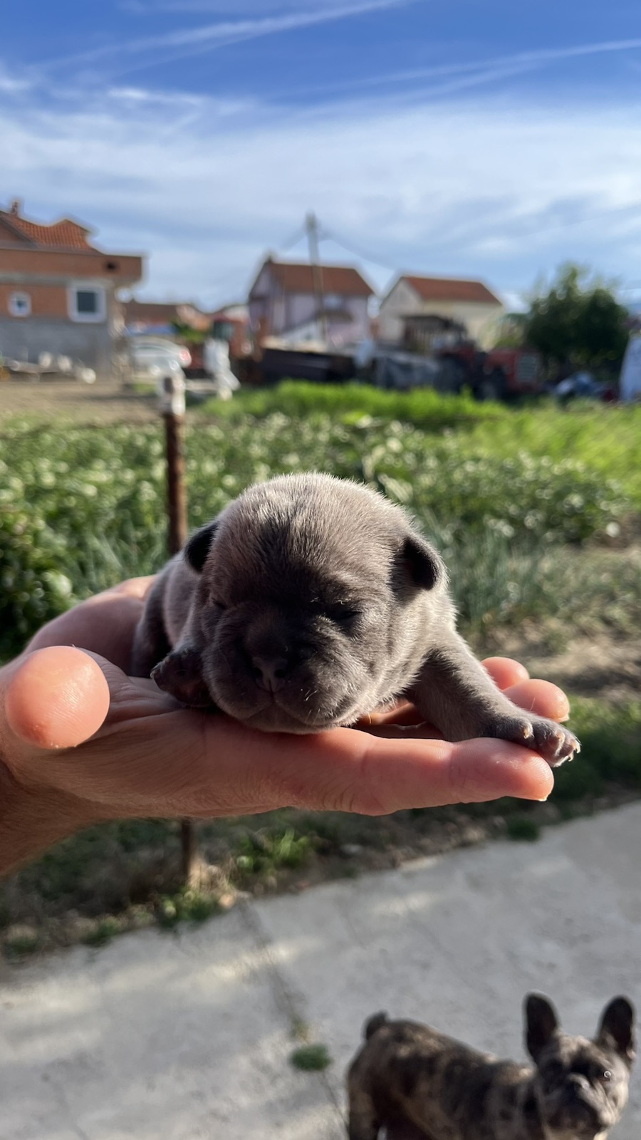 Se prodavaat French bulldog