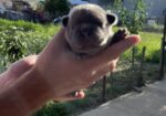 Se prodavaat French bulldog