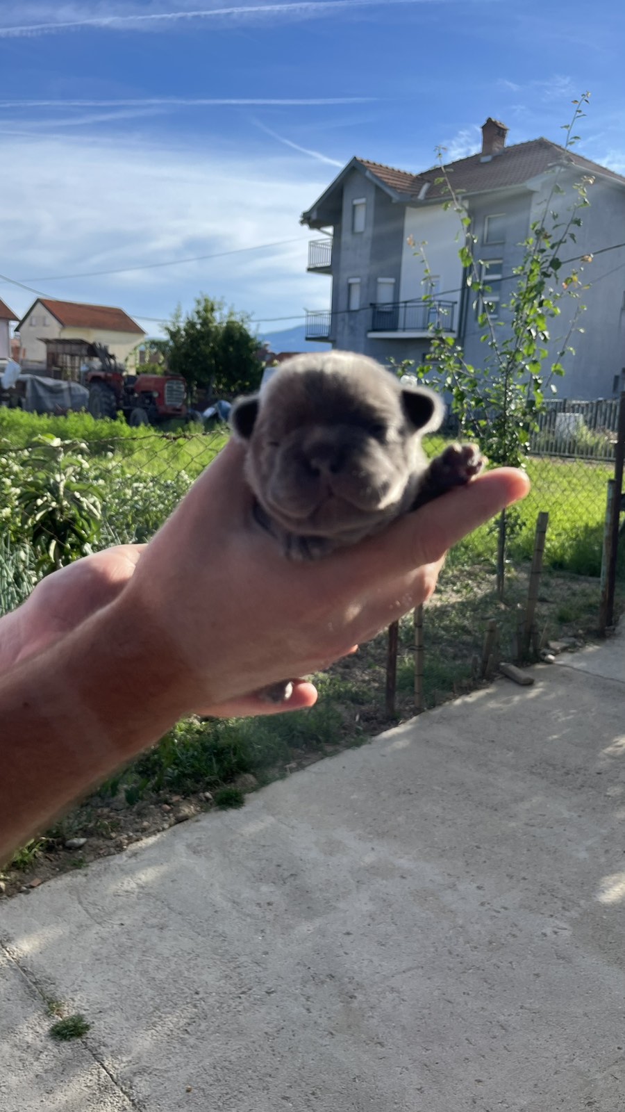 Se prodavaat French bulldog