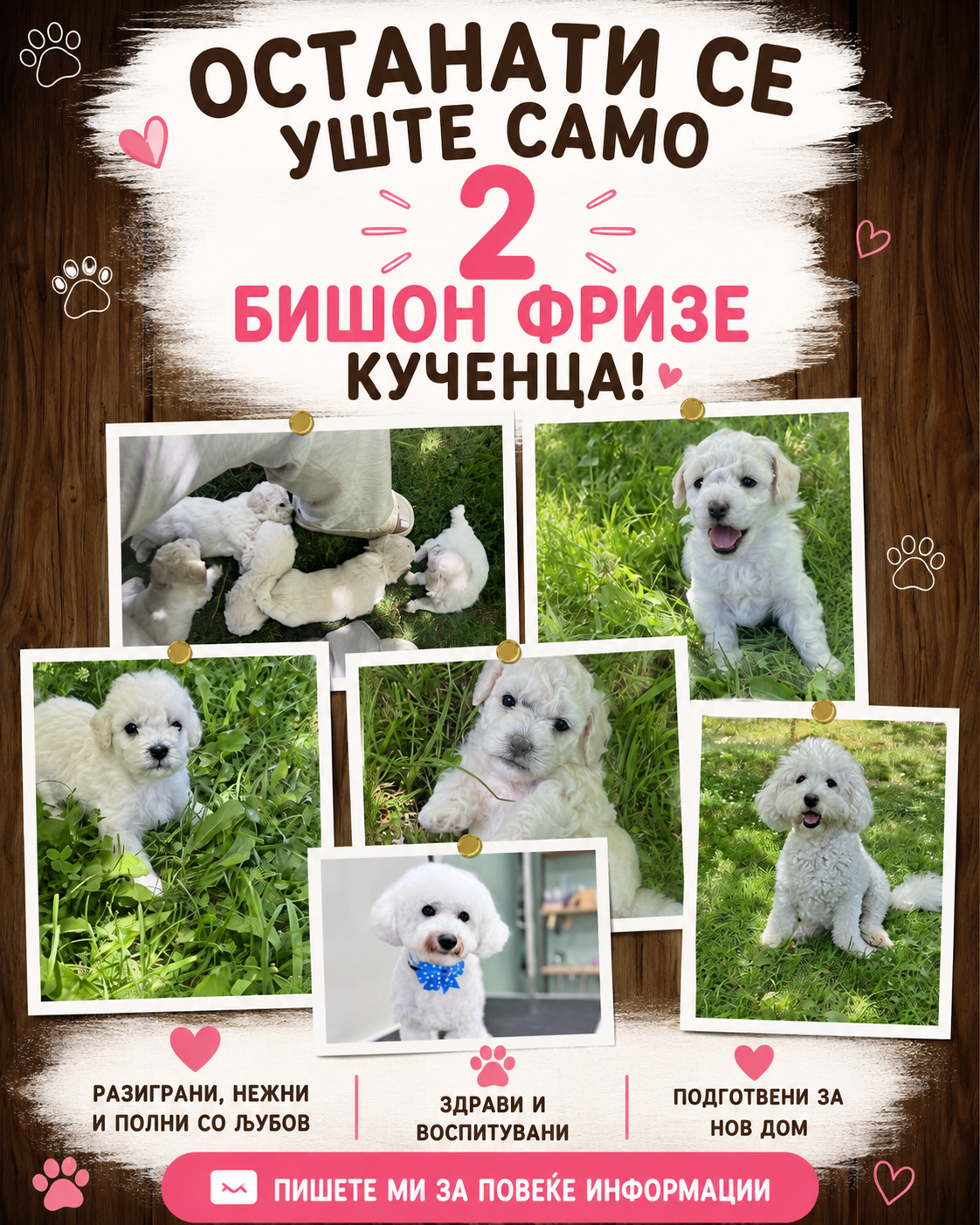 Бишон Фризе