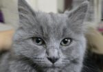 British Longhair