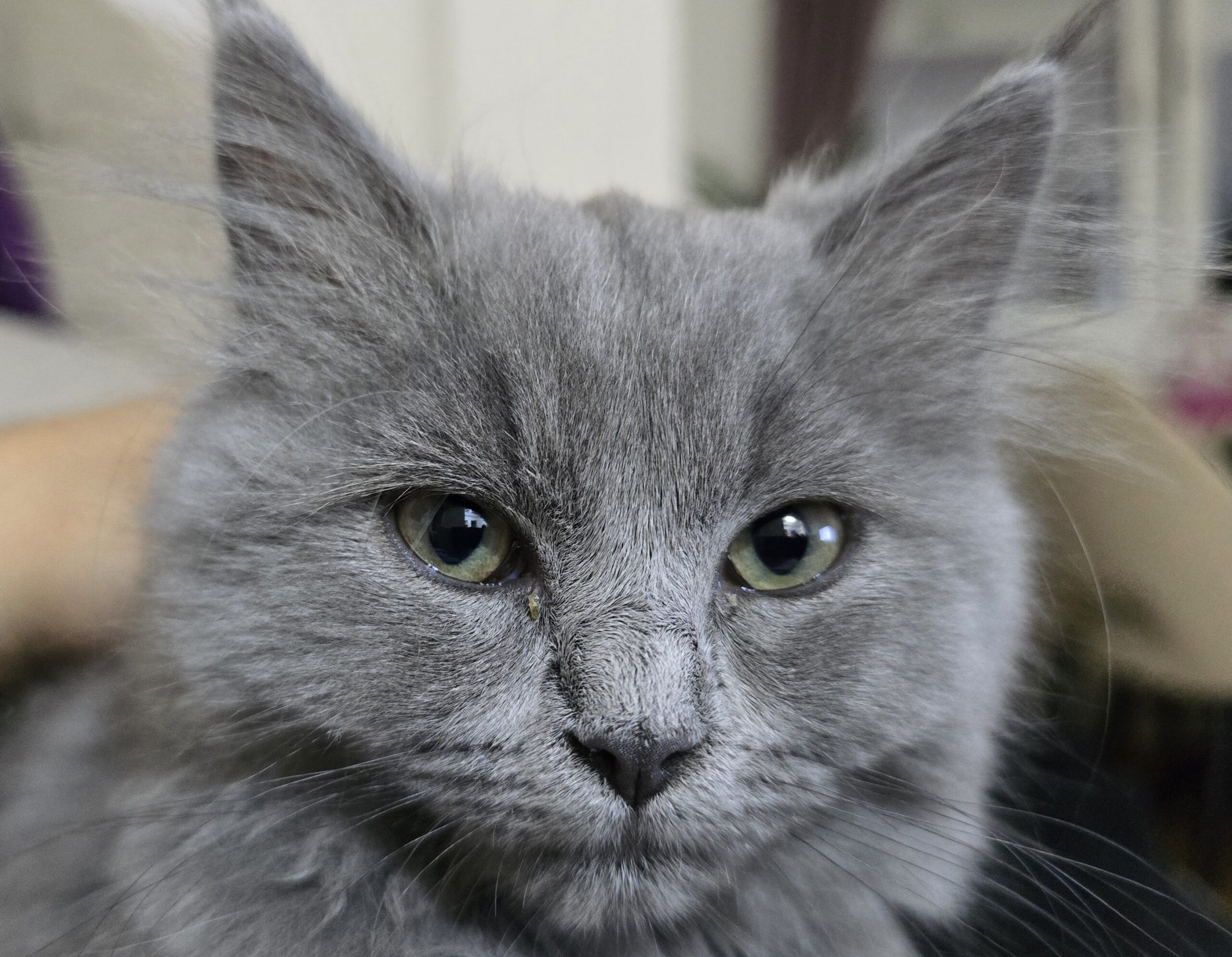 British Longhair