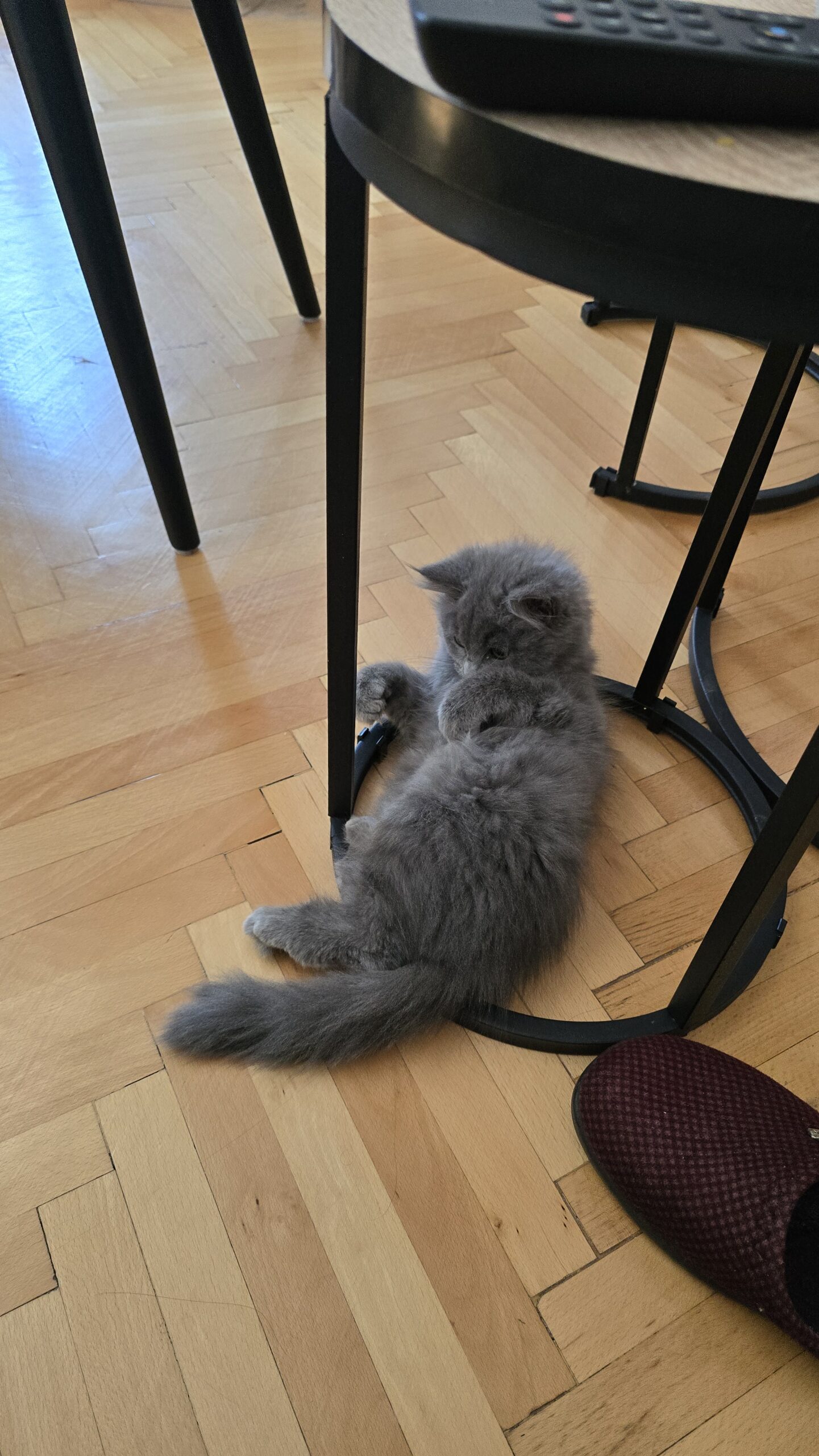 British Longhair