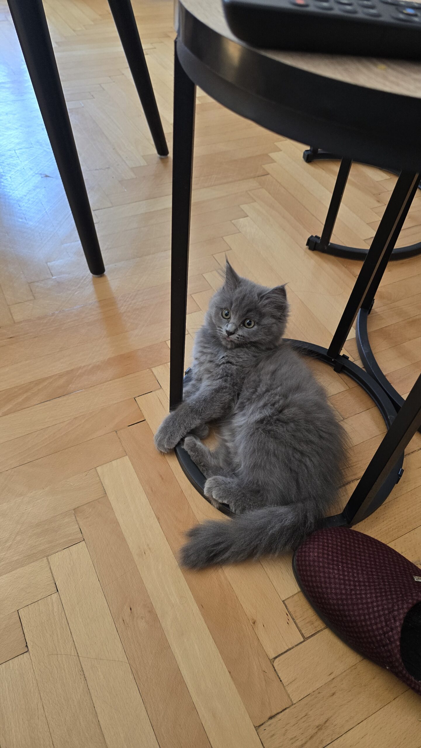 British Longhair