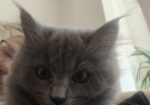 British Longhair