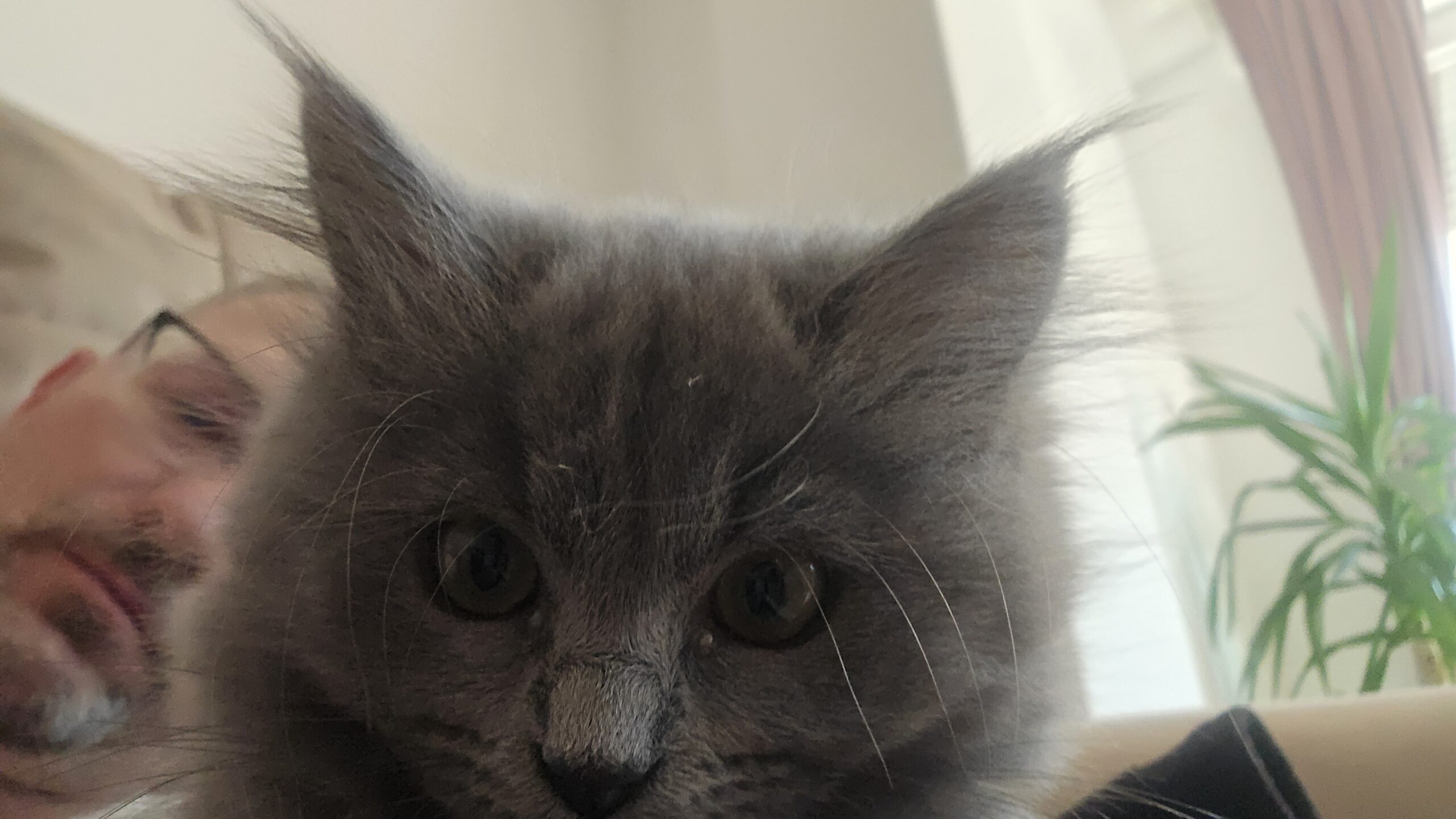 British Longhair